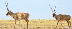 藏羚羊属于我国几级保护动物 藏羚羊是几级保护动物