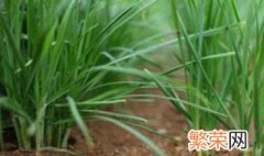 韭菜种植时间及方法 韭菜种植时间及方法是怎样的