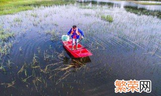 养小龙虾投食方法 养小龙虾投食方法列述