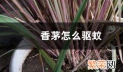 柠檬香茅草如何做驱蚊草 柠檬香茅草驱蚊吗