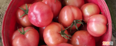 粉番茄和番茄有什么区别 粉茄和番茄的区别