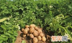 土豆种植的方法 土豆种植的方法与时间