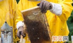 为什么蜜蜂不会蜇养蜂人的嘴 为什么蜜蜂不会蜇养蜂人