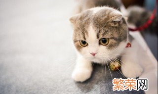 怀孕不能养猫吗 怀孕可以养猫吗