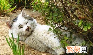 为什么野猫不能养 什么原因野猫不能养