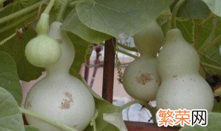 生葫芦变硬方法 生葫芦怎么变硬