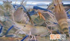 罗氏虾育苗方法 养殖罗氏虾的方法