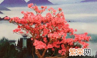 井冈山杜鹃花节是哪天 2021井冈山杜鹃花节是哪天