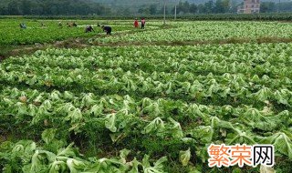 芥菜的种植方法 芥菜的种植方法和技巧