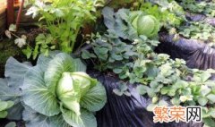 圆白菜种植时间和方法 圆白菜种植时间和方法介绍