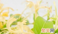 金银花的无土育苗方法 金银花的无土育苗方法视频