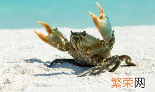 生螃蟹吃不完怎么保存,一般能保存多久 生螃蟹吃不完怎么保存