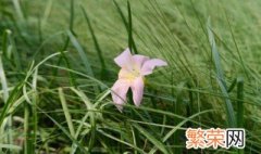 风雨兰的种植方法 风雨兰如何种植