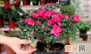 杜鹃花种植方法 杜鹃花如何种植