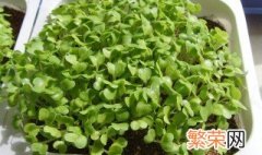 盆栽鸡毛菜的种植方法 盆栽鸡毛菜的种植方法介绍