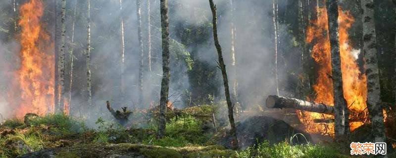 森林防火的措施 森林防火的措施简介