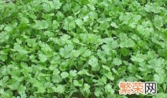 香菜种子怎么种植方法 香菜种植方法