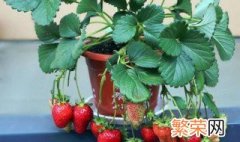 草莓在花盆养怎么养好 草莓在花盆养怎么养好吃