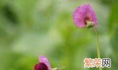 豌豆种植方法 豌豆种植方法是怎样的