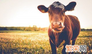 牛是什么动物 粪巴牛是什么动物