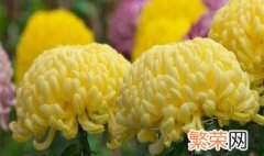 菊花怎么养 菊花要怎么养