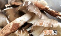 鸡枞菌种植方法 鸡枞菌种植方法是什么