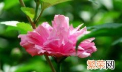 木菊花的养殖方法 木菊花如何养殖