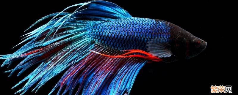 海底总动员蓝色的鱼叫什么 蓝色的鱼叫什么