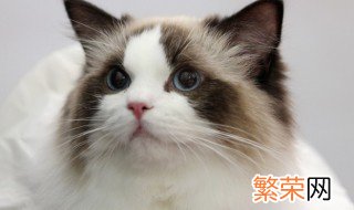 女生不能和猫一起睡 女生不能和猫一起睡的原因