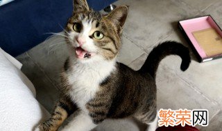 为什么说不能养小野猫 不能养小野猫的原因