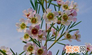 蜡花插枝种植方法 蜡花插枝种植方法视频