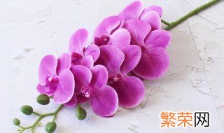 蝴蝶兰怎么种 树皮种植蝴蝶兰怎么种