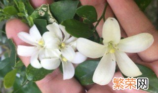 9里香花怎么养 9里香花如何养