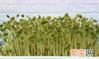 豆芽怎么种 豆芽如何种