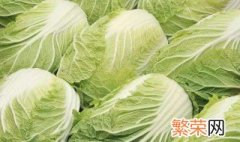 白菜的催芽方法 白菜的催芽方法是什么