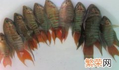 手上鱼鳞怎么去除 花手绢鱼去鳞技巧