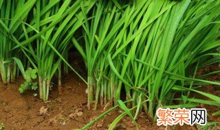 韭菜根种植方法 韭菜根如何种植