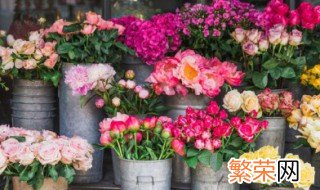 如何种好月季花 如何种好月季花苗