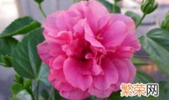 芙蓉花应该怎么养 芙蓉花的养殖方法