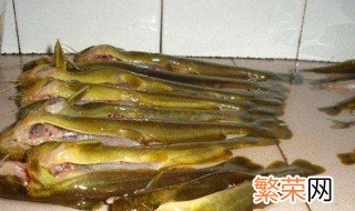 钓黄骨鱼最佳方法 钓鱼的方法介绍