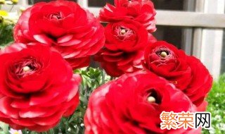 怎么养玫瑰花啊 玫瑰花养殖方法介绍