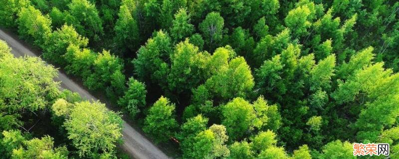 森林碳汇是指什么? 森林碳汇是指什么