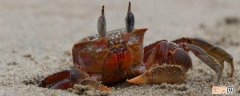 螃蟹可不可以永久在水下呼吸 螃蟹离开水能呼吸吗