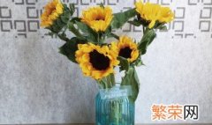 太阳花花瓶里怎么养 太阳花花瓶里如何养