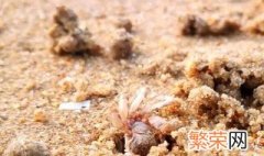 沙滩小螃蟹怎么养 沙滩小螃蟹养殖方法