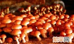 滑子菇的管理方法 滑子菇的管理方法与用途
