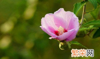 木锦花怎么养殖方法 木锦花养殖方法简述