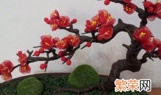 梅花盆景修剪步骤 梅花盆景如何修剪