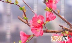 海棠花的花语是什么 海棠花的花语是什么?