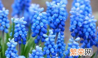 风信子花语大全 风信子花语大全 寓意